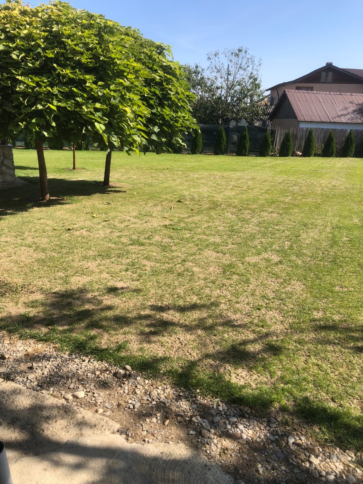 Gazon înainte de scarificare