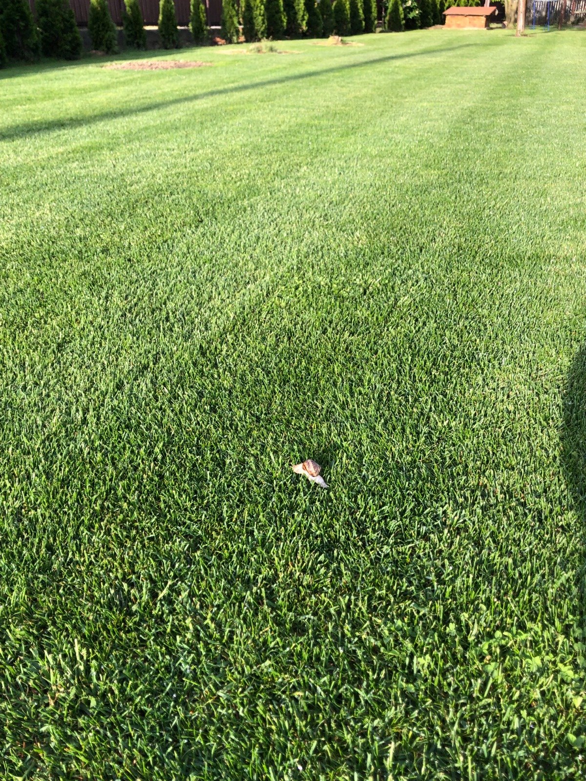 Gazon perfect întreținut